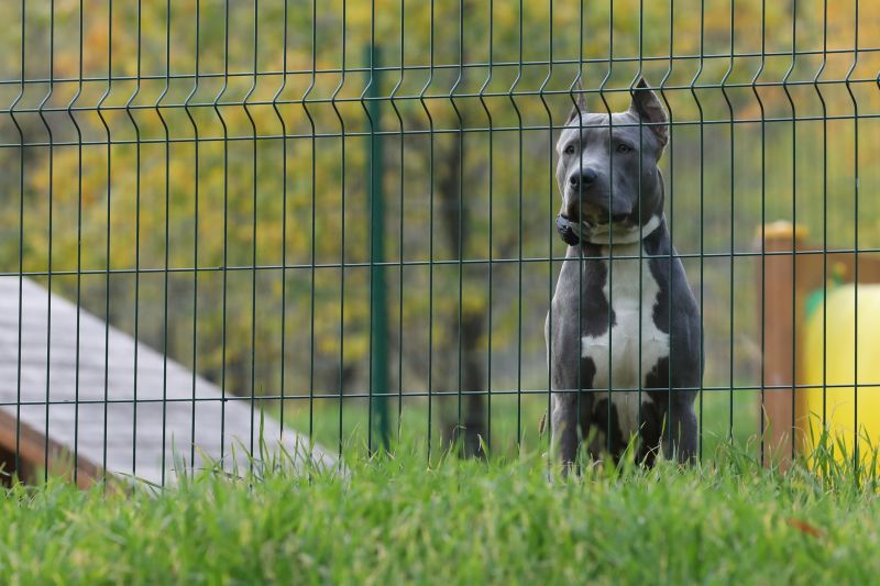 Pet Fence Material Options